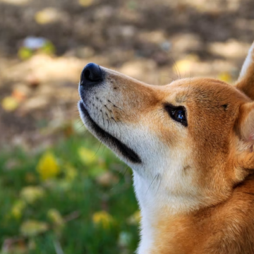 Why are Shiba Inu Coins So Popular?