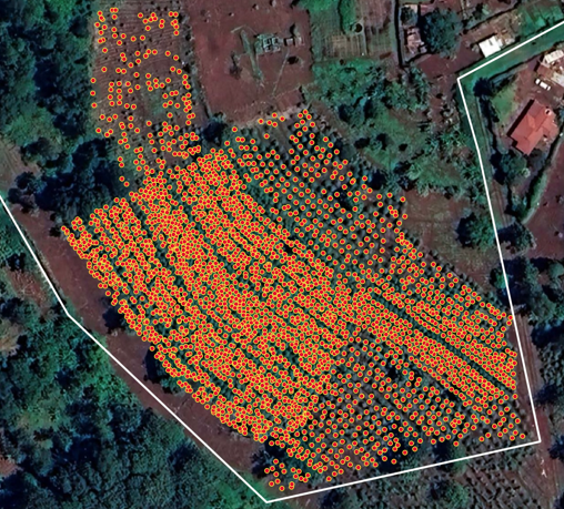 Some of the coffee trees tokenized by Project Mocha